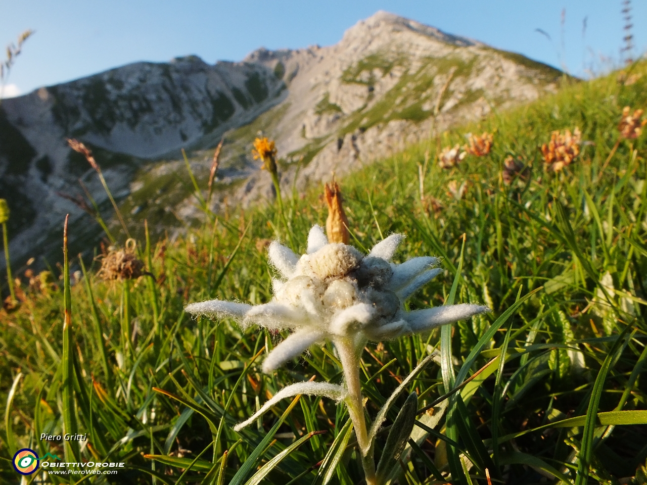 84 Stelle alpine....JPG